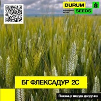 Насіння пшениці BG Flexadur 2S (дворучка / тверда) Durum Seeds