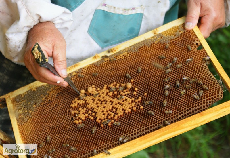 Фото 5. Пчелиное маточное молочко