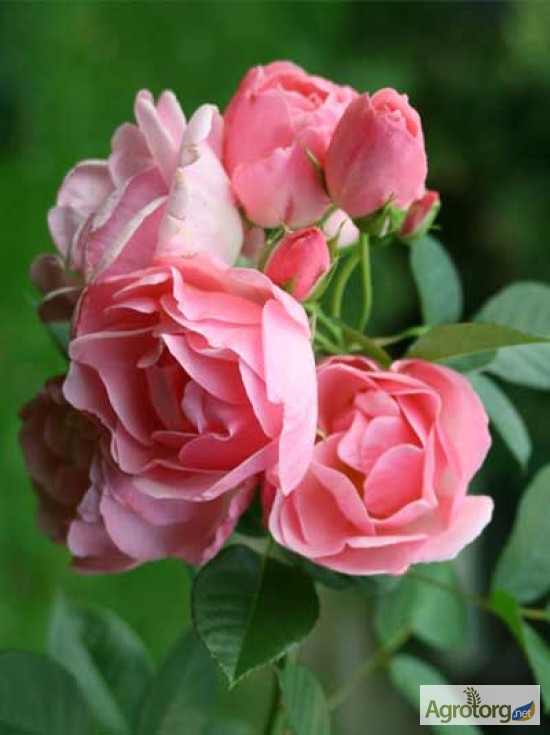 Фото 2. Троянди штамбові саджанці