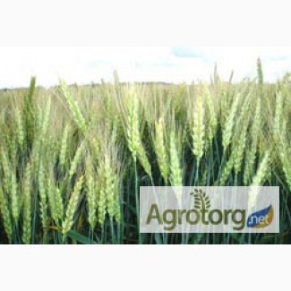 Семена пшеницы озимой - сорт Золотоколоса. 1 репродукция