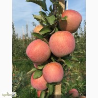 Продажа яблок ФУДЖІ, ГРЕННІ СМІТ