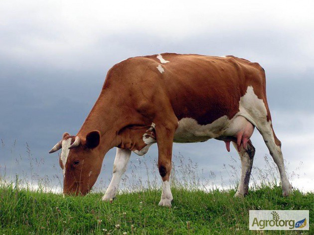Продам корову — Agrotorg.Dp