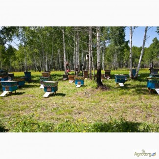 Продам бджолосім#039;ї ( пчелосемьи ) 2020