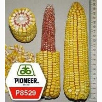 Семена кукурузы П8529/ P8529 укр. (ФАО 270) рапродажа остатка - схожесть 98%