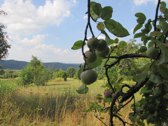 Фото 6. Сок яблочный домашний с горного сада Карпат