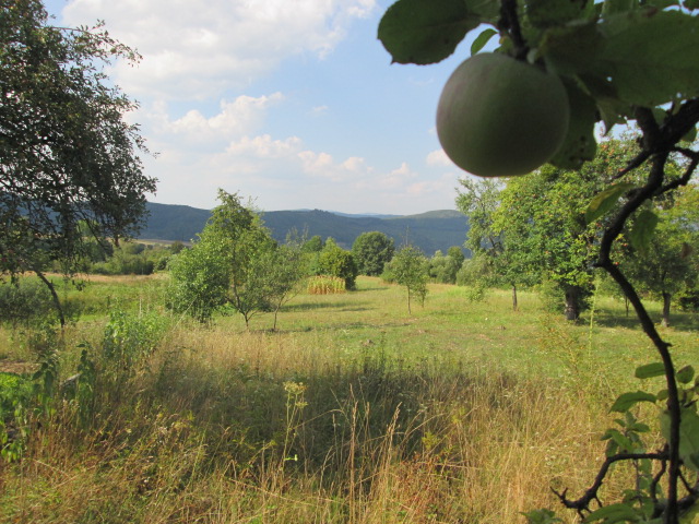 Фото 7. Сок яблочный домашний с горного сада Карпат