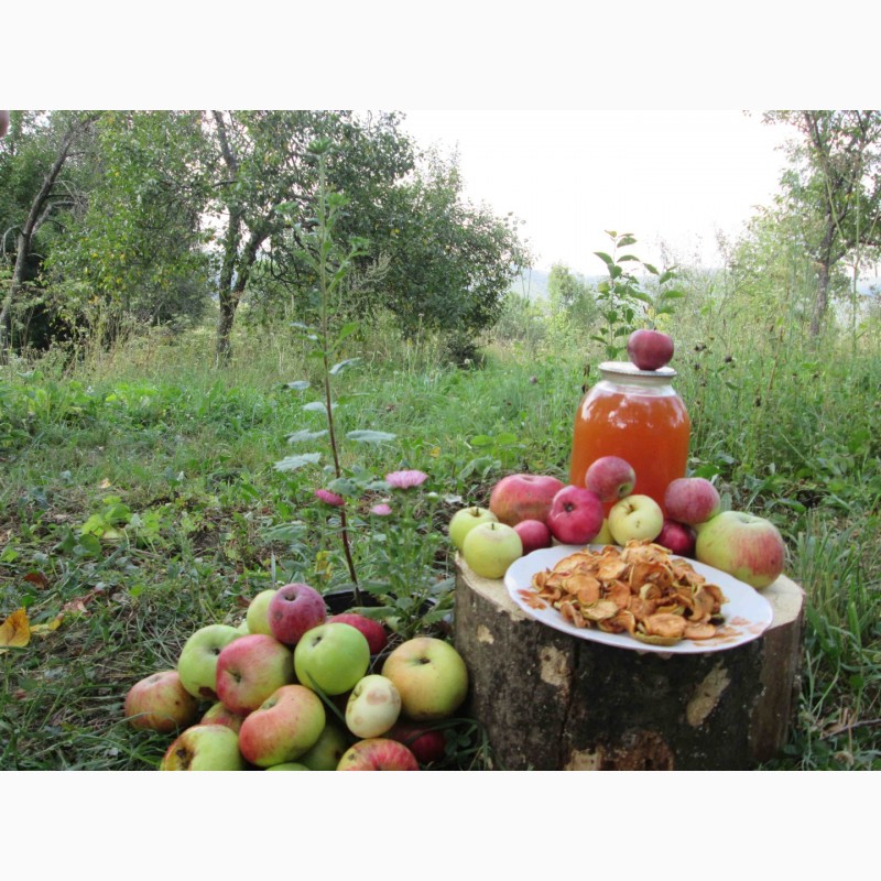 Фото 8. Сок яблочный домашний с горного сада Карпат