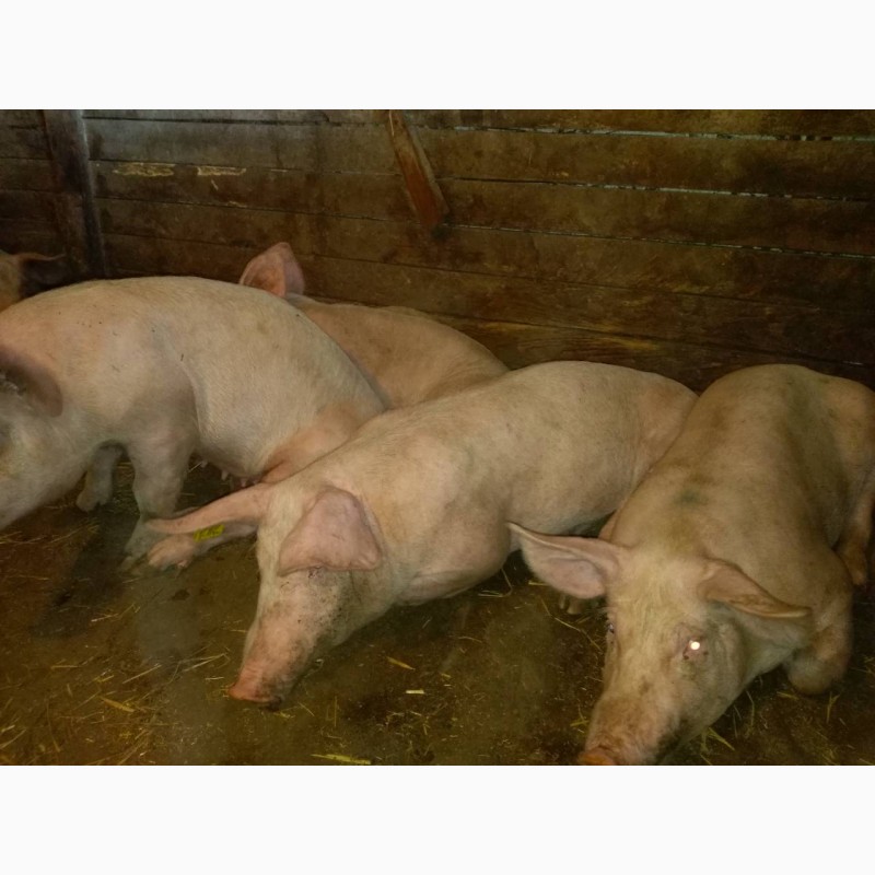 Фото 2. Продам беконных свиней (Сан.брак), весом 40 кг
