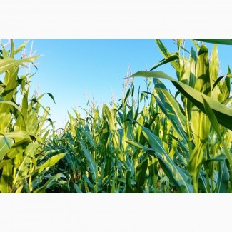 Насіння кукурудзи ВН 63 (ФАО 280)