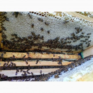 Бджолопакети, бджолосім#039;ї Бакфаст, Карніка на рамку Рут(230мм), Дадан