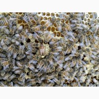 Бджолині матки