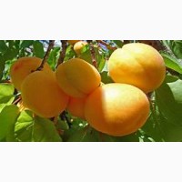 Фрукти (персики, черешня, абрикосы и др) овощи( помидоры, огурцы и др)