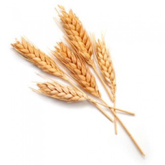 Куплю пшеницу (некондицию) с головней и пр