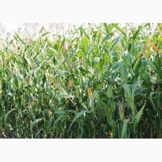 Одесский 385 МВ ФАО 380 семена кукурузы