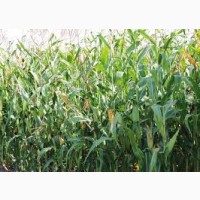 Одесский 385 МВ ФАО 380 семена кукурузы
