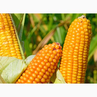 Кукурудза вакула (фао 250) / високоврожайний гібрид кукурудзи