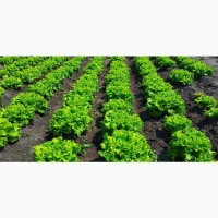 Продам Зелень, Листовые овощи, Салат