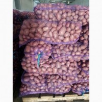 Продаем товарную картофель сорта Мелоди, Беллароса, Лабелла оптом со склада с доставкой