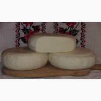 Продам сыр домашний с молока породистых коз