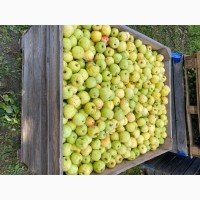 Реалізуєм яблука власного виробництва врожаю 2022 року, Черкасская обл