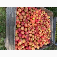 Реалізуєм яблука власного виробництва врожаю 2022 року, Черкасская обл