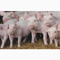 Продажа свинины живой вес