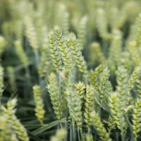 Пшениця озима КУБУС (перша репродукція)