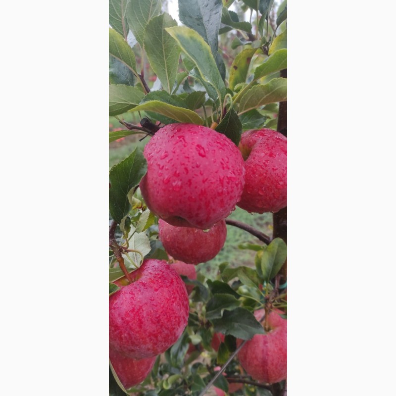 Фото 2. Продам яблука з саду врожайність 2023 року сорту Гала шніга, Гала шніга шніко ред