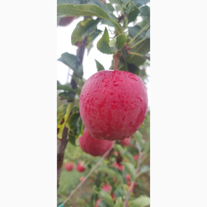 Фото 3. Продам яблука з саду врожайність 2023 року сорту Гала шніга, Гала шніга шніко ред