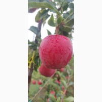 Продам яблука з саду врожайність 2023 року сорту Гала шніга, Гала шніга шніко ред