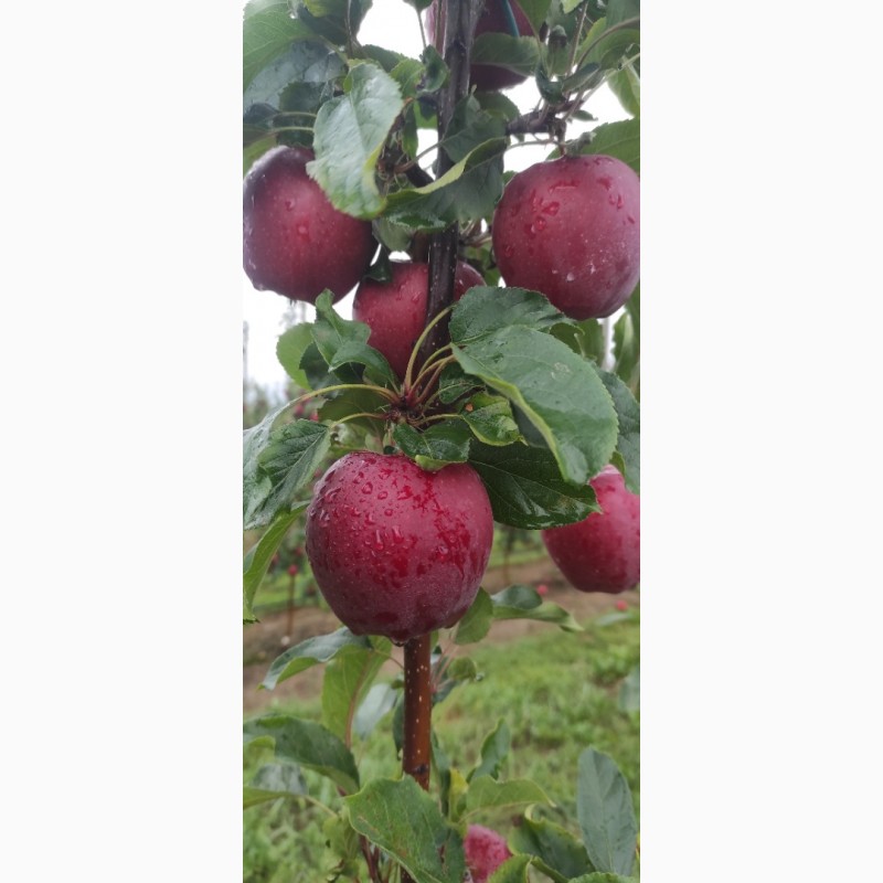 Фото 4. Продам яблука з саду врожайність 2023 року сорту Гала шніга, Гала шніга шніко ред