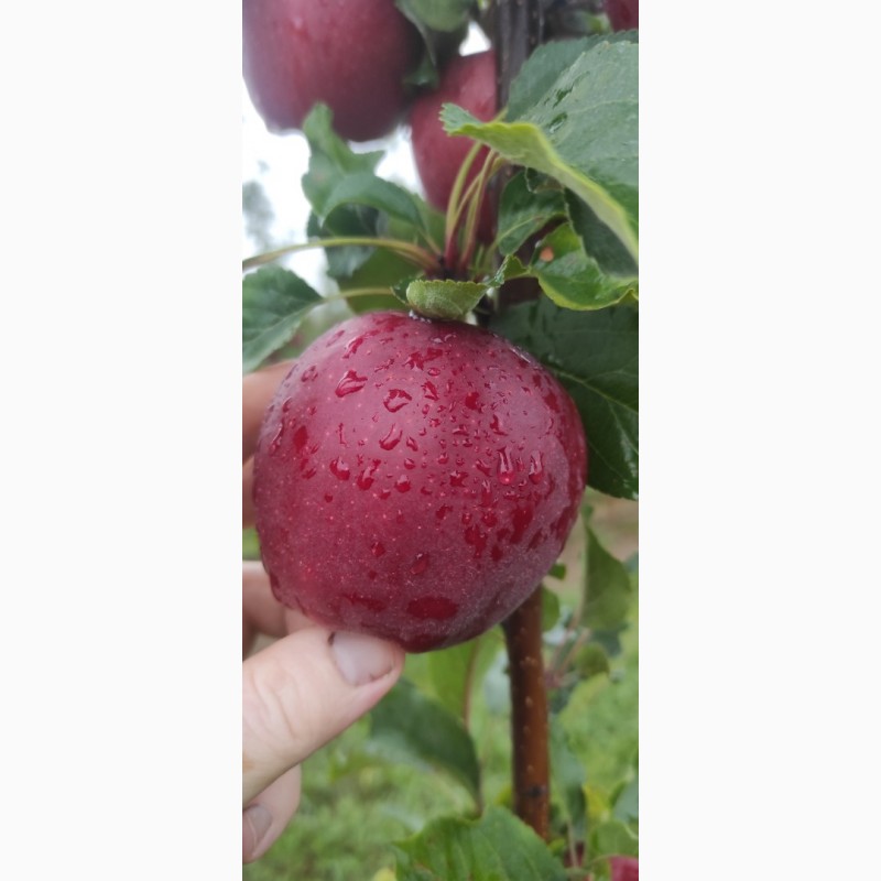 Фото 5. Продам яблука з саду врожайність 2023 року сорту Гала шніга, Гала шніга шніко ред
