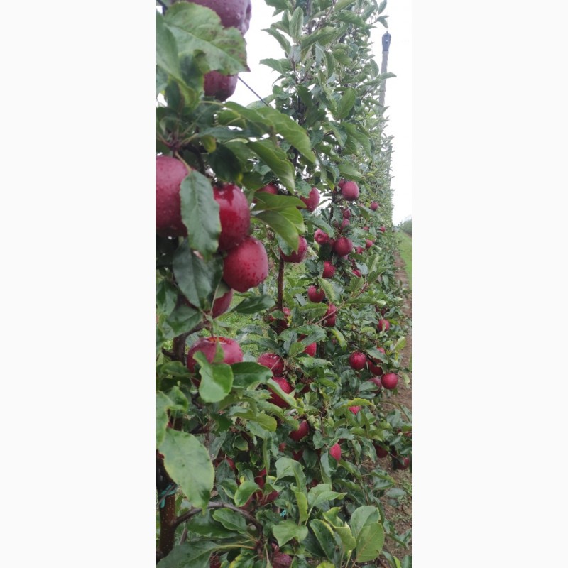 Фото 6. Продам яблука з саду врожайність 2023 року сорту Гала шніга, Гала шніга шніко ред