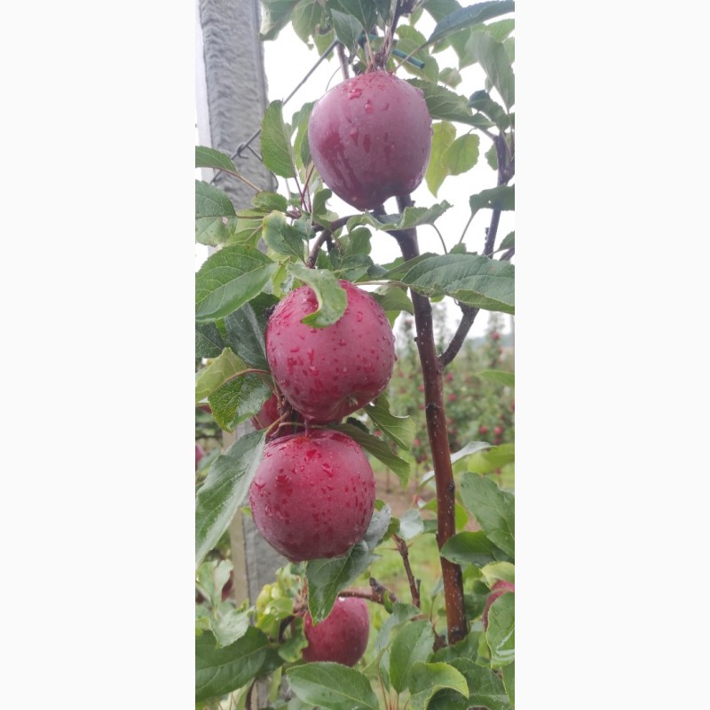 Фото 7. Продам яблука з саду врожайність 2023 року сорту Гала шніга, Гала шніга шніко ред