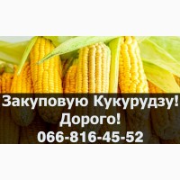 Купую кукурудзу у будь якому обсязі