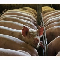 Продаж Свиней від Свиноферми 110-145+ кг