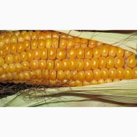 Продам кукурудзу 300 тонн, Житомирська обл, Андушівка