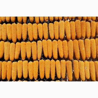 Продам кукурудзу 900 тонн, Черкаська обл, Вознесенське