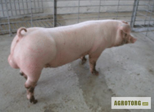 Продам спермодози для штучного запліднення свиней. Порода Ландрас, Петрен.