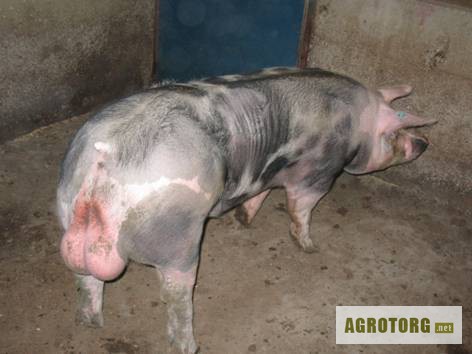 Фото 3. Продам спермодози для штучного запліднення свиней. Порода Ландрас, Петрен.