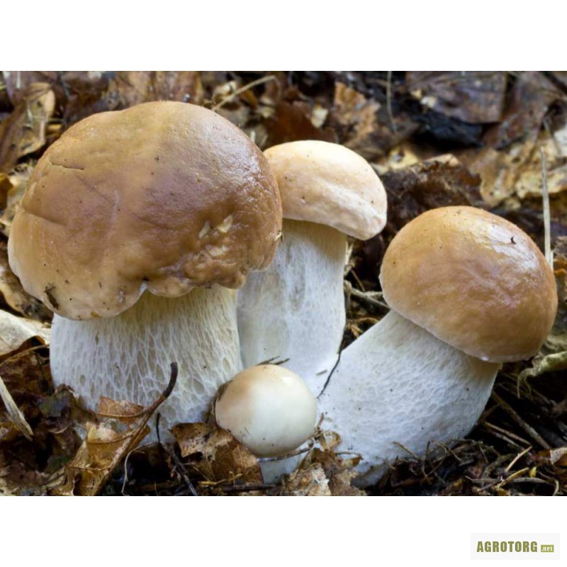 Фото 2. Продам білі карпатські гриби сухі та мариновані збирані власноруч.