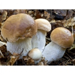 Продам білі карпатські гриби сухі та мариновані збирані власноруч.