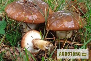Фото 3. Продам білі карпатські гриби сухі та мариновані збирані власноруч.