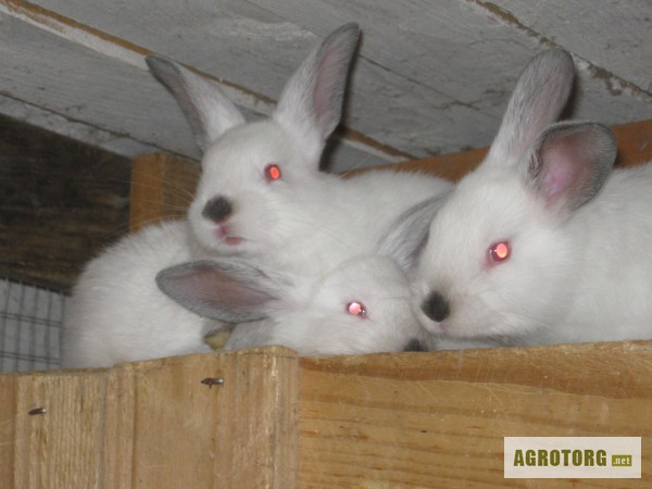Продаются кролики породы Калифорнийская.