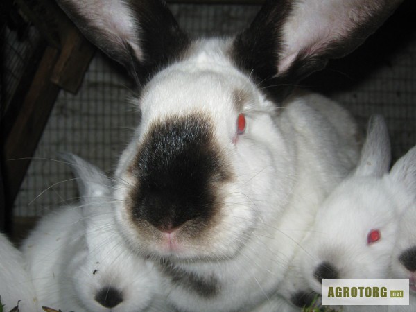 Фото 2. Продаются кролики породы Калифорнийская.