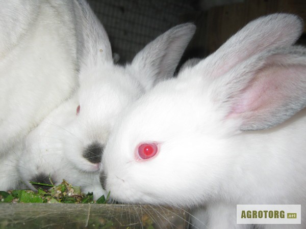 Фото 3. Продаются кролики породы Калифорнийская.