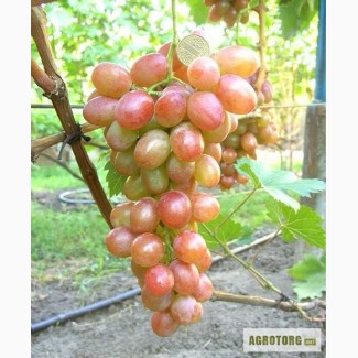 Саженцы винограда (более 80 сортов)