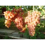 Саженцы винограда (более 80 сортов)