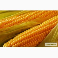 Семена кукурузы Любава 279 МВ. Купить семена кукурузы в Запорожье.