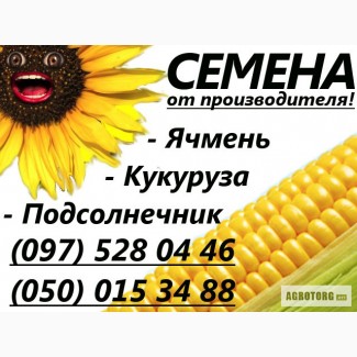 Семена ярового ячменя ГЕЛИОС (элита и 1 репродукция)